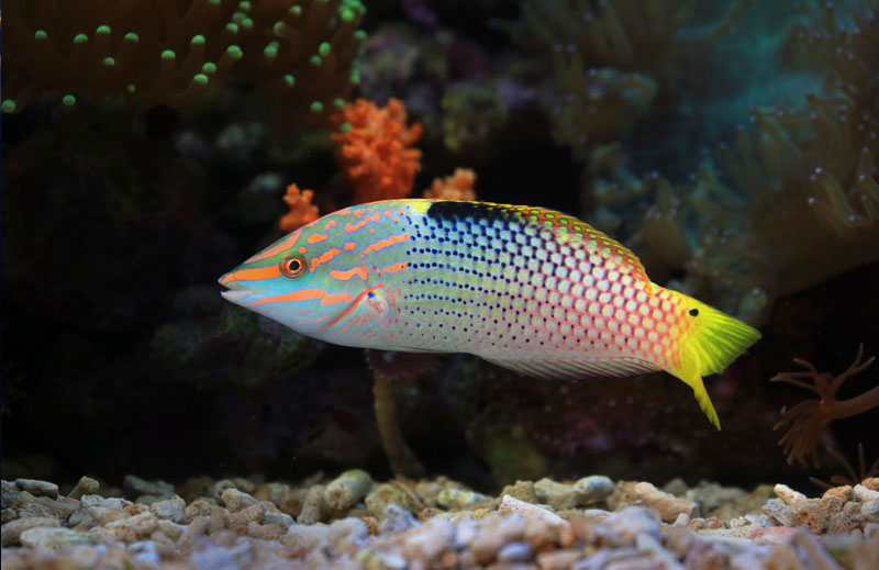 Aquarium Fish and Livestock Services