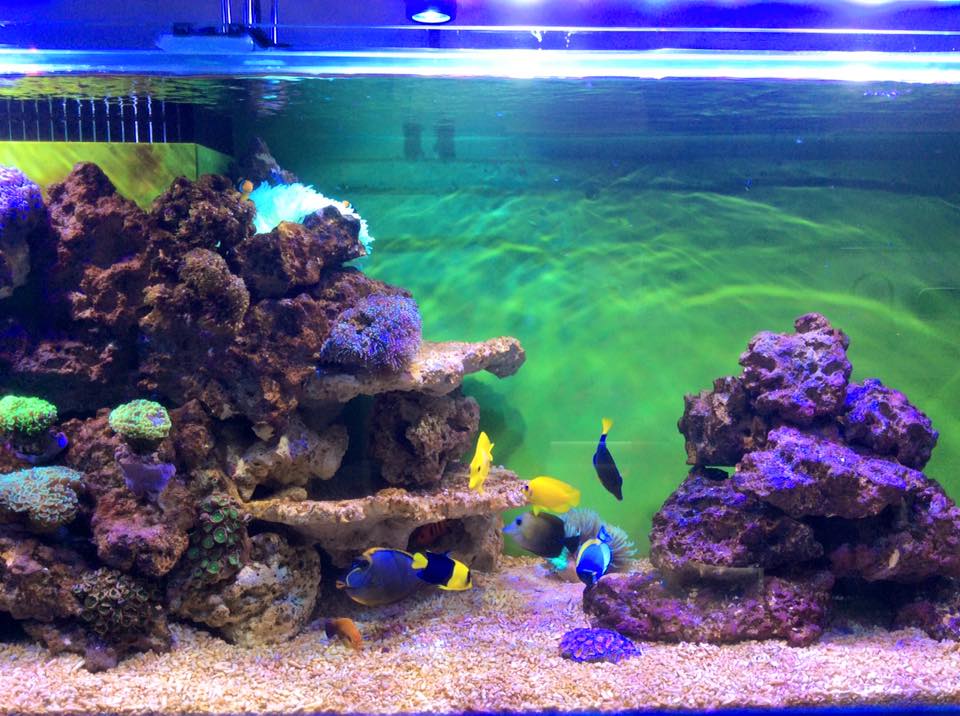 Aquarium Installation