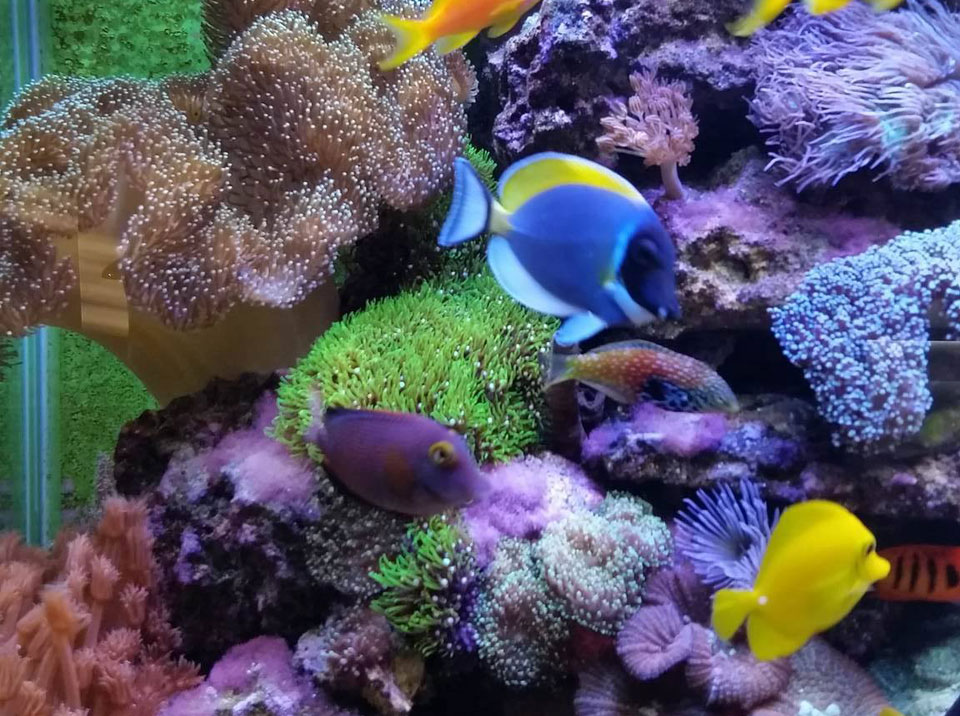 Aquarium Livestock, Fish & Coral