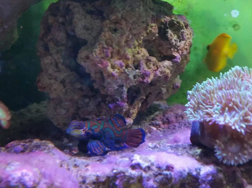 Aquarium Livestock, Fish & Coral