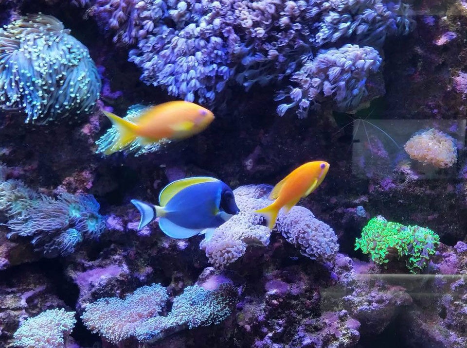 Aquarium Livestock, Fish & Coral