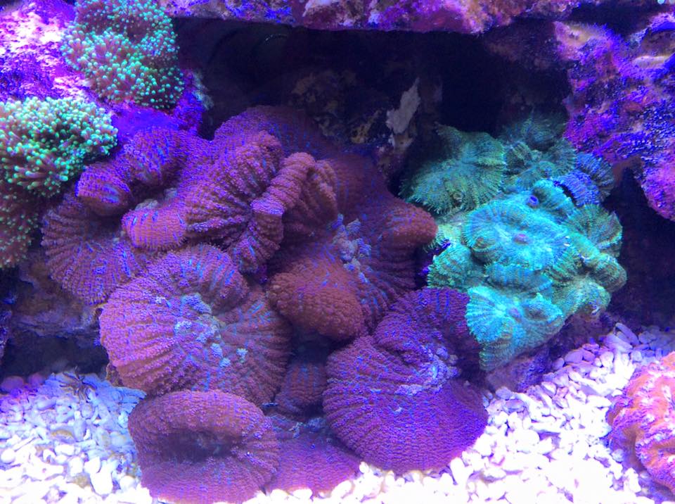 Aquarium Livestock, Fish & Coral