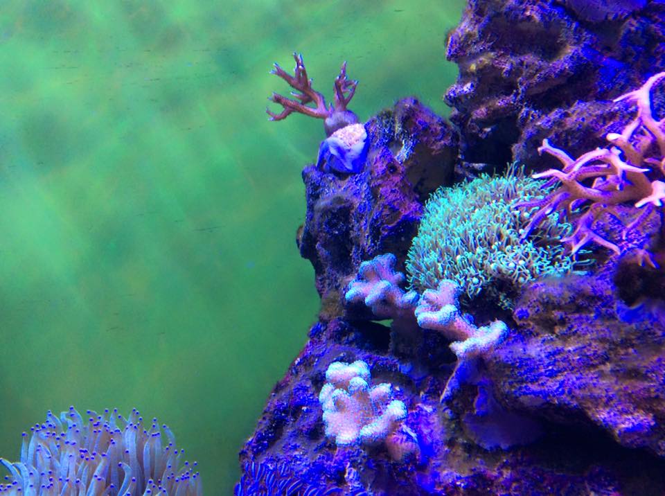 Aquarium Livestock, Fish & Coral