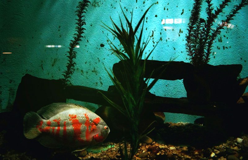 Aquarium Repair Services in Surrey, Sussex and Kent