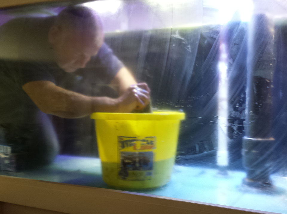 Fish Tank Cleaning