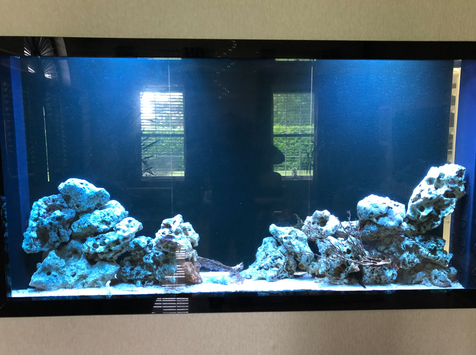 Fish Tank Cleaning