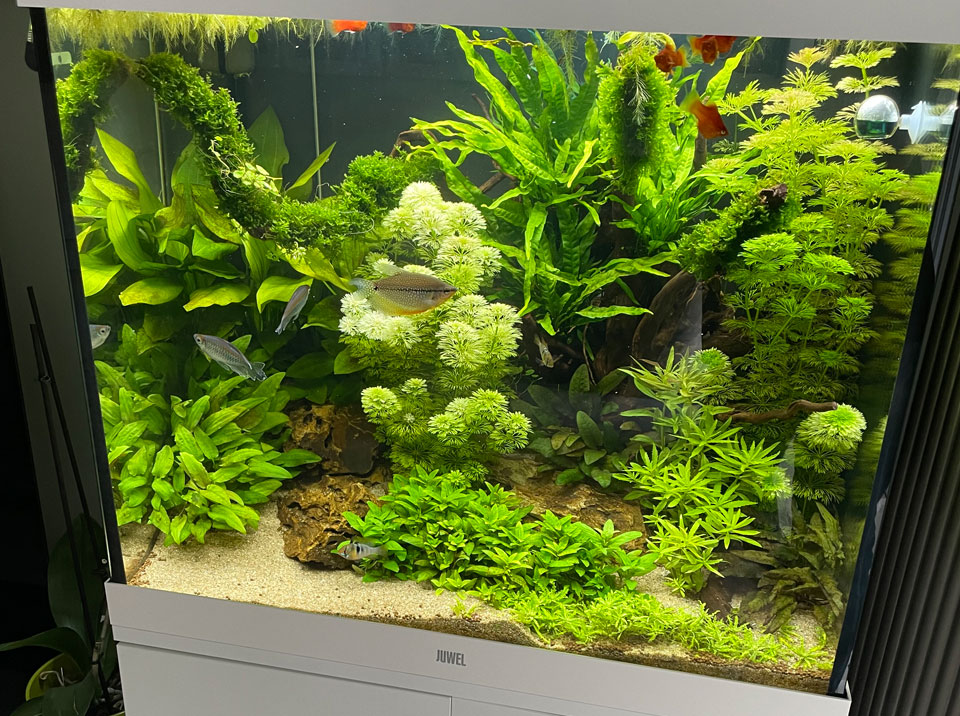 Fish Tank Installation