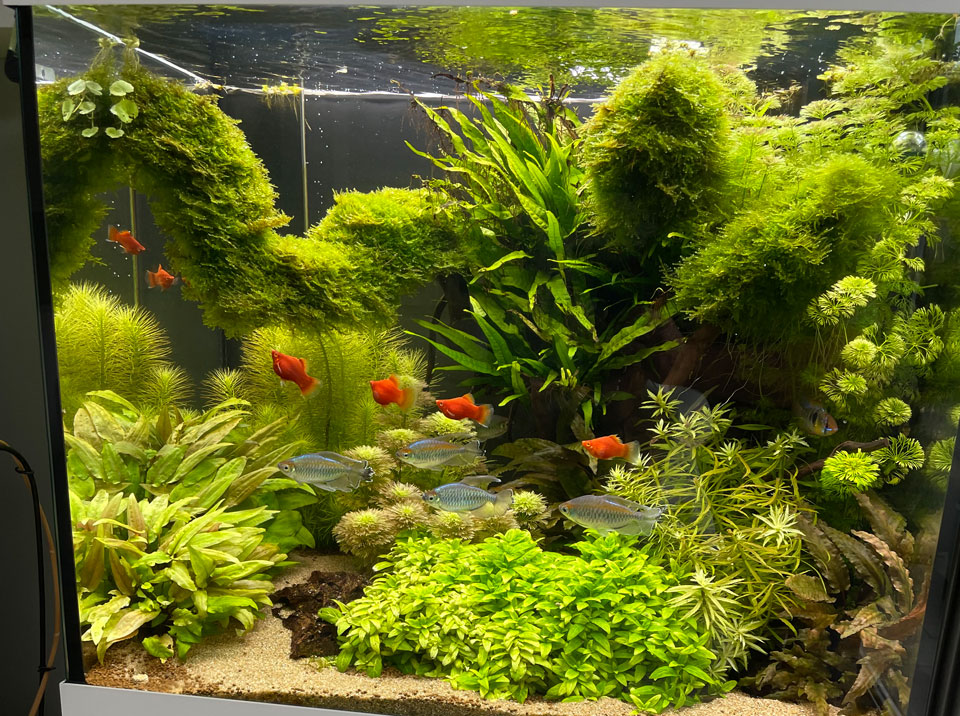 Fish Tank Installation