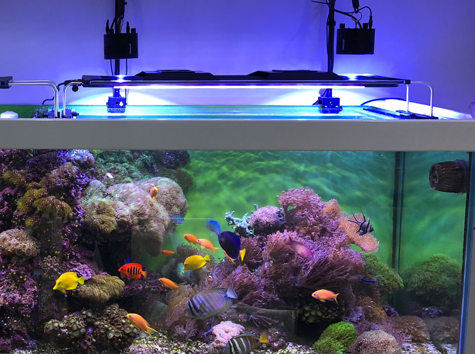 Fish Tank Repairs